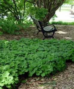 10 Allegheny Spurge Roots - Native Groundcover Live Plant - Shade Loving - Image 5