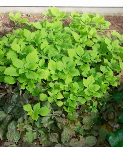 10 Allegheny Spurge Roots - Native Groundcover Live Plant - Shade Loving - Image 6