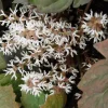 10 Allegheny Spurge Roots - Native Groundcover Live Plant - Shade Loving - Image 1