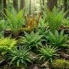 10 Assorted Fern Bare Root Plants – Mixed Varieties, 3-6 Inch Long Rhizomes - Image 1