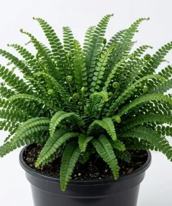 10 Assorted Fern Bare Root Plants – Mixed Varieties, 3-6 Inch Long Rhizomes - Image 4
