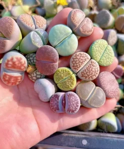 10 Assorted Lithops Living Stones Succulent Mix - 4-Year-Old Bare Root Plants, 0.8 Inch - Image 2