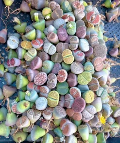 10 Assorted Lithops Living Stones Succulent Mix - 4-Year-Old Bare Root Plants, 0.8 Inch - Image 3