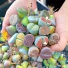 10 Assorted Lithops Living Stones Succulent Mix - 4-Year-Old Bare Root Plants, 0.8 Inch - Image 1