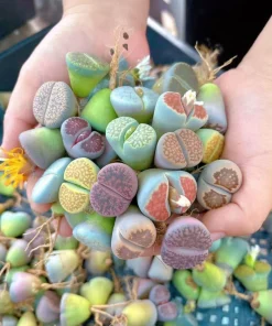 10 Assorted Lithops Living Stones Succulent Mix - 4-Year-Old Bare Root Plants, 0.8 Inch - Image 1