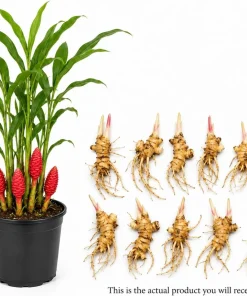 10 Awapuhi Shampoo Ginger Rhizomes - Zingiber Zerumbet Pinecone Roots - Image 2