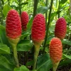 10 Awapuhi Shampoo Ginger Rhizomes - Zingiber Zerumbet Pinecone Roots - Image 1