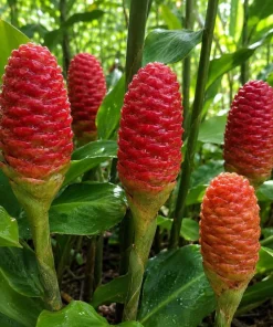 10 Awapuhi Shampoo Ginger Rhizomes - Zingiber Zerumbet Pinecone Roots - Image 1