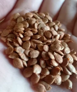 10 Bilimbi Seeds - Averrhoa bilimbi Tropical Fruit Tree Seeds for Planting - Image 3