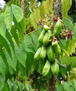 10 Bilimbi Seeds - Averrhoa bilimbi Tropical Fruit Tree Seeds for Planting - Image 4