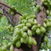 10 Bilimbi Seeds - Averrhoa bilimbi Tropical Fruit Tree Seeds for Planting - Image 1