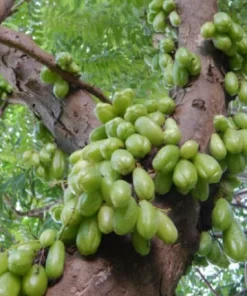 10 Bilimbi Seeds - Averrhoa bilimbi Tropical Fruit Tree Seeds for Planting - Image 1
