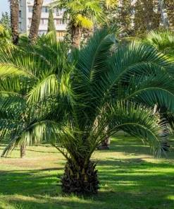 10 Canary Island Date Palm Seeds - Phoenix Canariensis Tree Seeds for Planting - Image 14