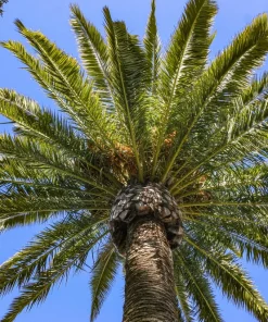 10 Canary Island Date Palm Seeds - Phoenix Canariensis Tree Seeds for Planting - Image 15