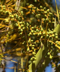 10 Canary Island Date Palm Seeds - Phoenix Canariensis Tree Seeds for Planting - Image 17