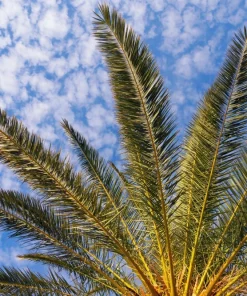 10 Canary Island Date Palm Seeds - Phoenix Canariensis Tree Seeds for Planting - Image 18