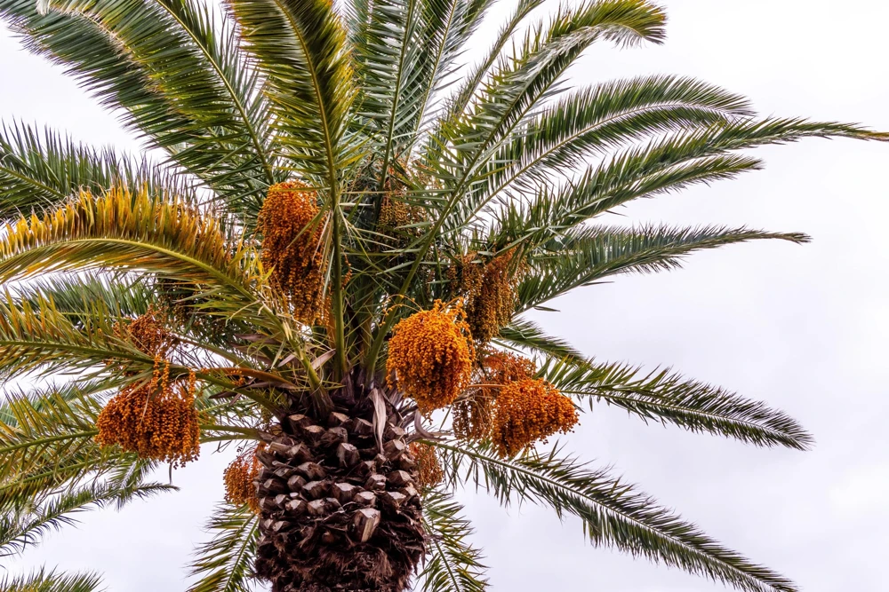 10 Canary Island Date Palm Seeds - Phoenix Canariensis Tree Seeds for Planting - Image 3