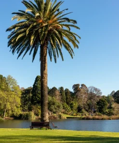 10 Canary Island Date Palm Seeds - Phoenix Canariensis Tree Seeds for Planting - Image 5