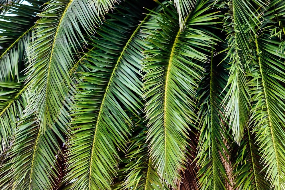 10 Canary Island Date Palm Seeds - Phoenix Canariensis Tree Seeds for Planting - Image 6