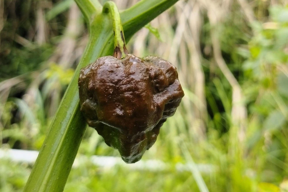 10 Chocolate Carolina Reaper Pepper Seeds - World's Hottest Chili Vegetable - Image 2
