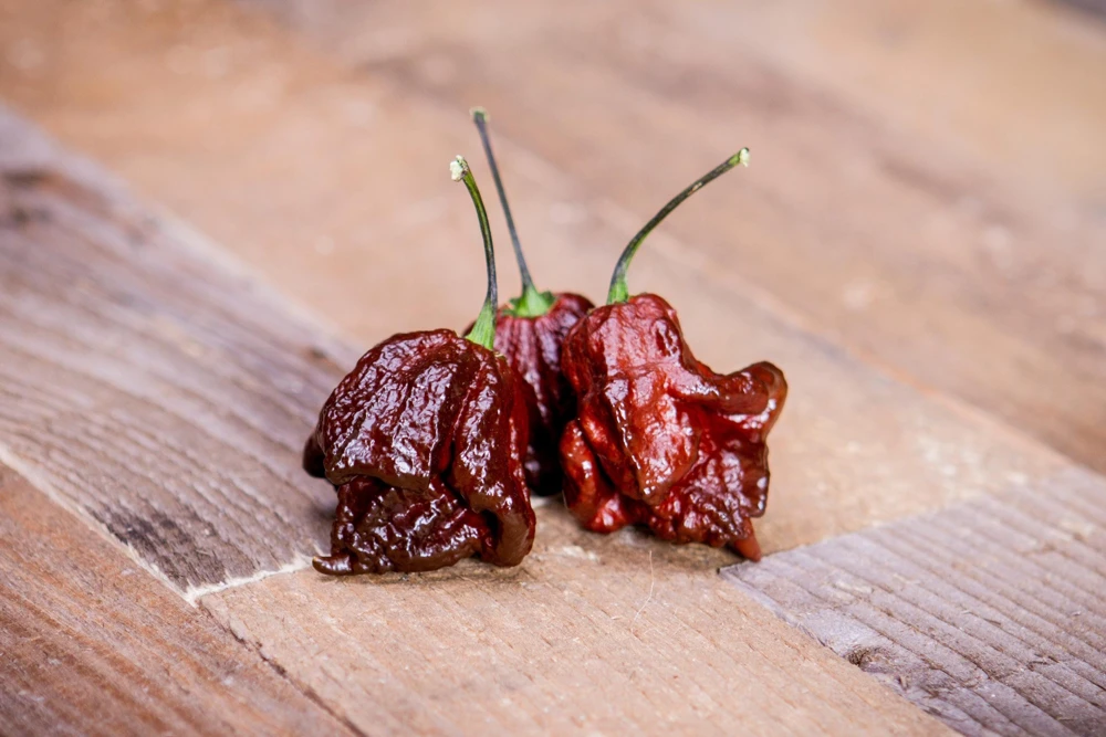 10 Chocolate Carolina Reaper Pepper Seeds - World's Hottest Chili Vegetable - Image 3