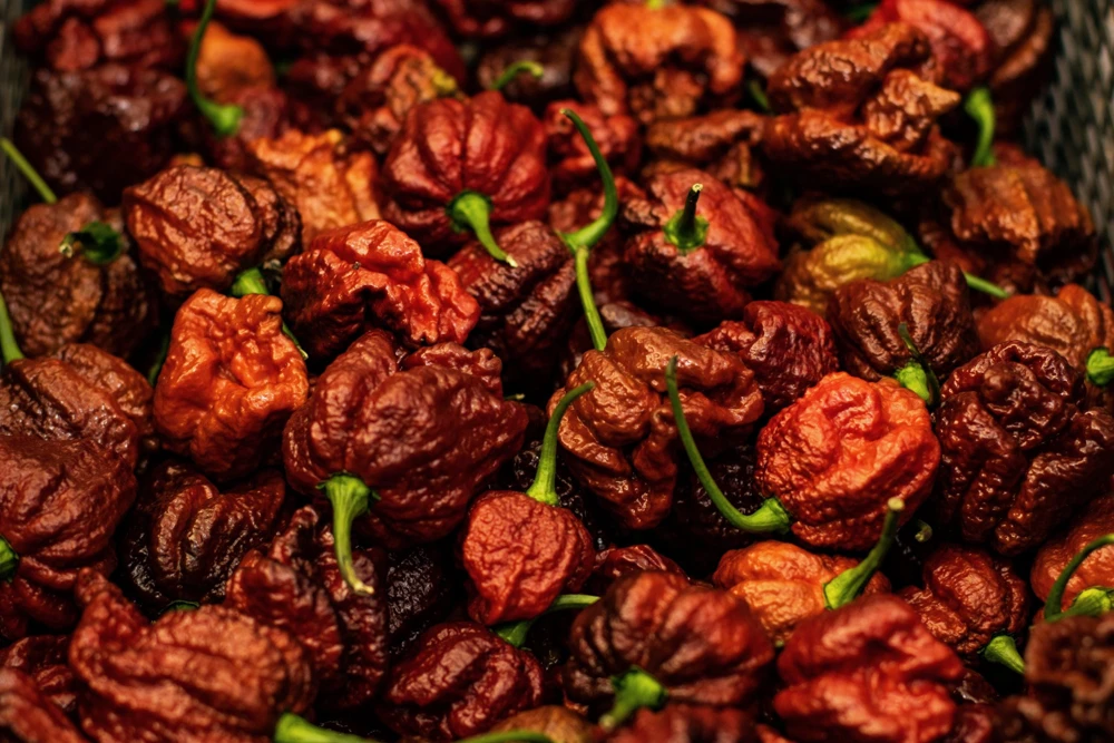 10 Chocolate Carolina Reaper Pepper Seeds - World's Hottest Chili Vegetable - Image 5