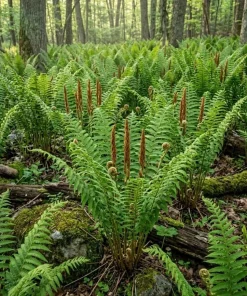 10 Cinnamon Fern Rhizomes – Bare Root Live Plants 3-6" Long – Outdoor Shade Ferns - Image 2