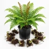10 Cinnamon Fern Rhizomes – Bare Root Live Plants 3-6" Long – Outdoor Shade Ferns - Image 1