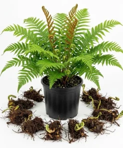 10 Cinnamon Fern Rhizomes – Bare Root Live Plants 3-6" Long – Outdoor Shade Ferns - Image 1