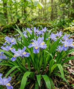 10 Crested Wild Iris Bulbs – Blue Spring Flowering Perennial Roots for Woodland Gardens - Image 3