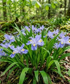 10 Crested Wild Iris Bulbs – Blue Spring Flowering Perennial Roots for Woodland Gardens - Image 7