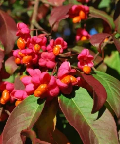 10 Dwarf Burning Bush Bare Root Plants, 6-12 inches, Vibrant Red Fall Foliage - Image 3