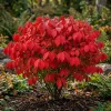 10 Dwarf Burning Bush Bare Root Plants, 6-12 inches, Vibrant Red Fall Foliage - Image 1