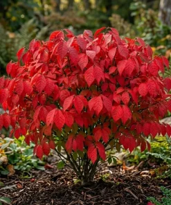 10 Dwarf Burning Bush Bare Root Plants, 6-12 inches, Vibrant Red Fall Foliage - Image 1