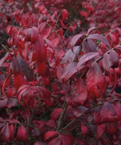 10 Dwarf Burning Bush Bare Root Plants, 6-12 inches, Vibrant Red Fall Foliage - Image 6