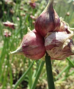 10 Egyptian Walking Onion Bulbs - Red or White Perennial Allium - Image 2