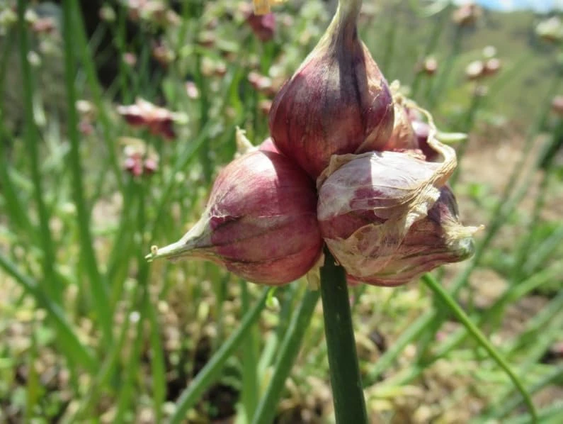 10 Egyptian Walking Onion Bulbs - Red or White Perennial Allium - Image 2