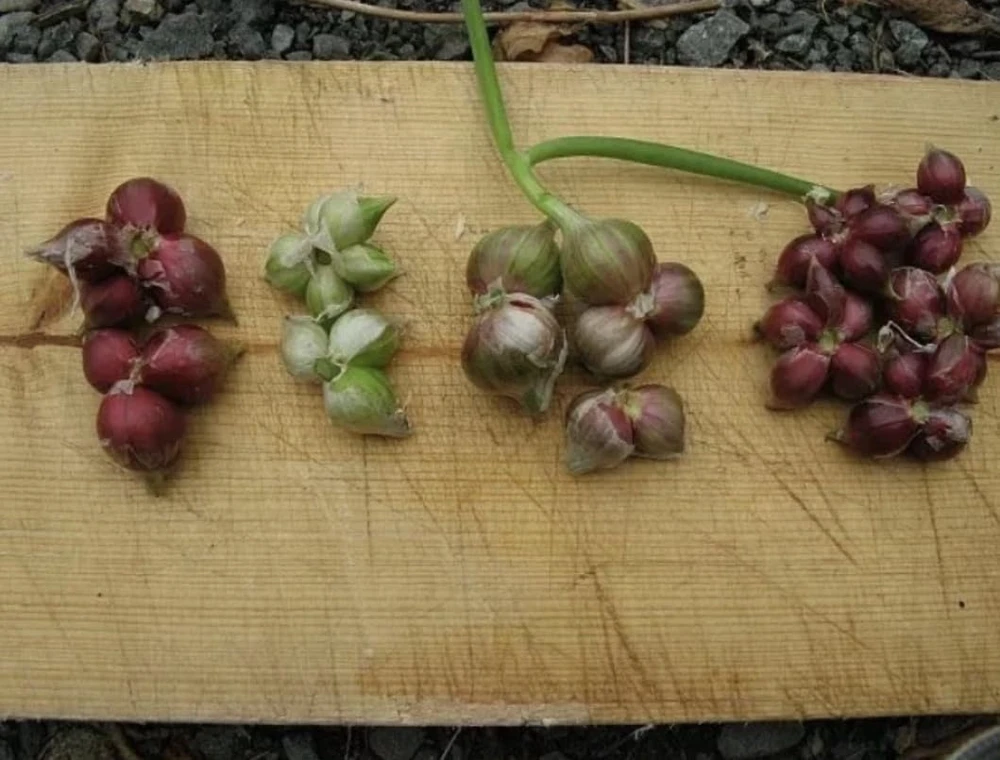 10 Egyptian Walking Onion Bulbs - Red or White Perennial Allium - Image 3