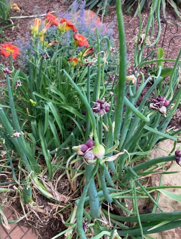 10 Egyptian Walking Onion Bulbs - Red or White Perennial Allium - Image 4