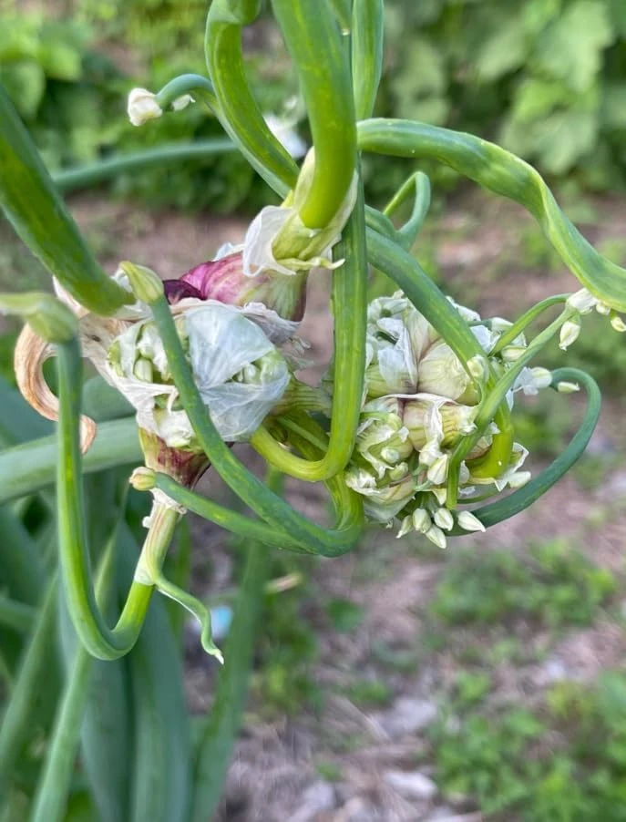 10 Egyptian Walking Onion Bulbs - Red or White Perennial Allium - Image 5