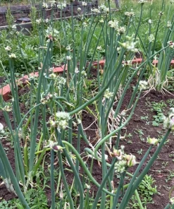 10 Egyptian Walking Onion Bulbs - Red or White Perennial Allium - Image 6