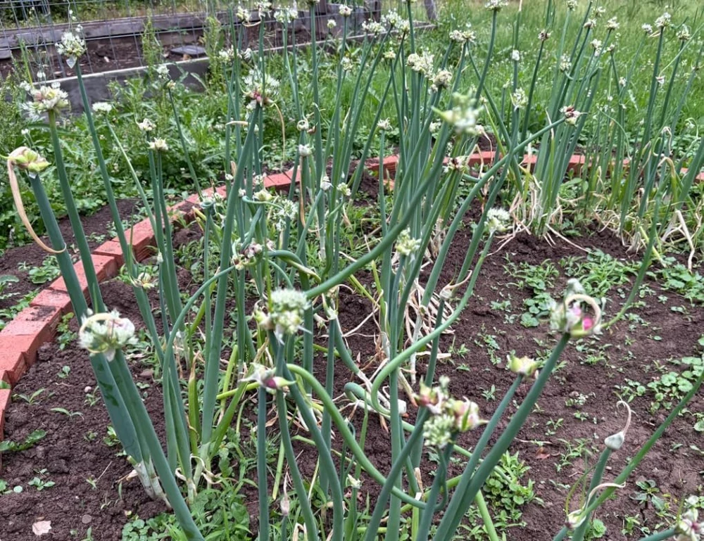 10 Egyptian Walking Onion Bulbs - Red or White Perennial Allium - Image 6