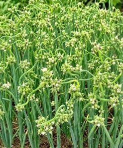 10 Egyptian Walking Onion Bulbs - Red or White Perennial Allium - Image 7