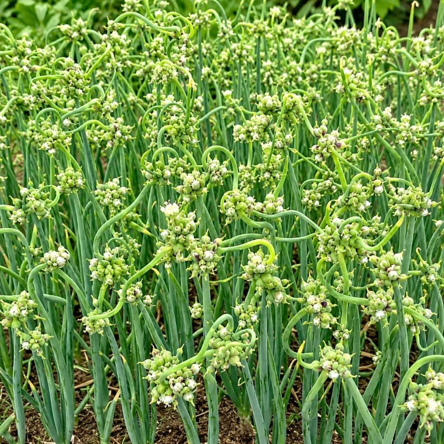 10 Egyptian Walking Onion Bulbs - Red or White Perennial Allium - Image 7