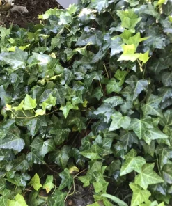 10 English Ivy Live Plants, Hedera helix Ground Cover Vine, 4-8 Inch Bare Root - Image 2