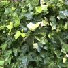 10 English Ivy Live Plants, Hedera helix Ground Cover Vine, 4-8 Inch Bare Root - Image 1