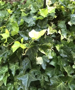 10 English Ivy Live Plants, Hedera helix Ground Cover Vine, 4-8 Inch Bare Root - Image 1