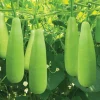 10 F1 Bottle Gourd Seeds for Planting - Long Bottle Gourd - Image 1