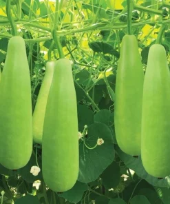 10 F1 Bottle Gourd Seeds for Planting - Long Bottle Gourd - Image 1