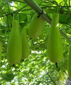 10 F1 Bottle Gourd Seeds for Planting - Long Bottle Gourd - Image 3